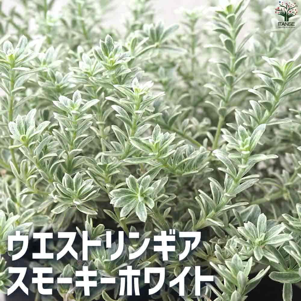 楽天市場】【送料無料】斑入オーブリエチア バリエガータ 花苗 3