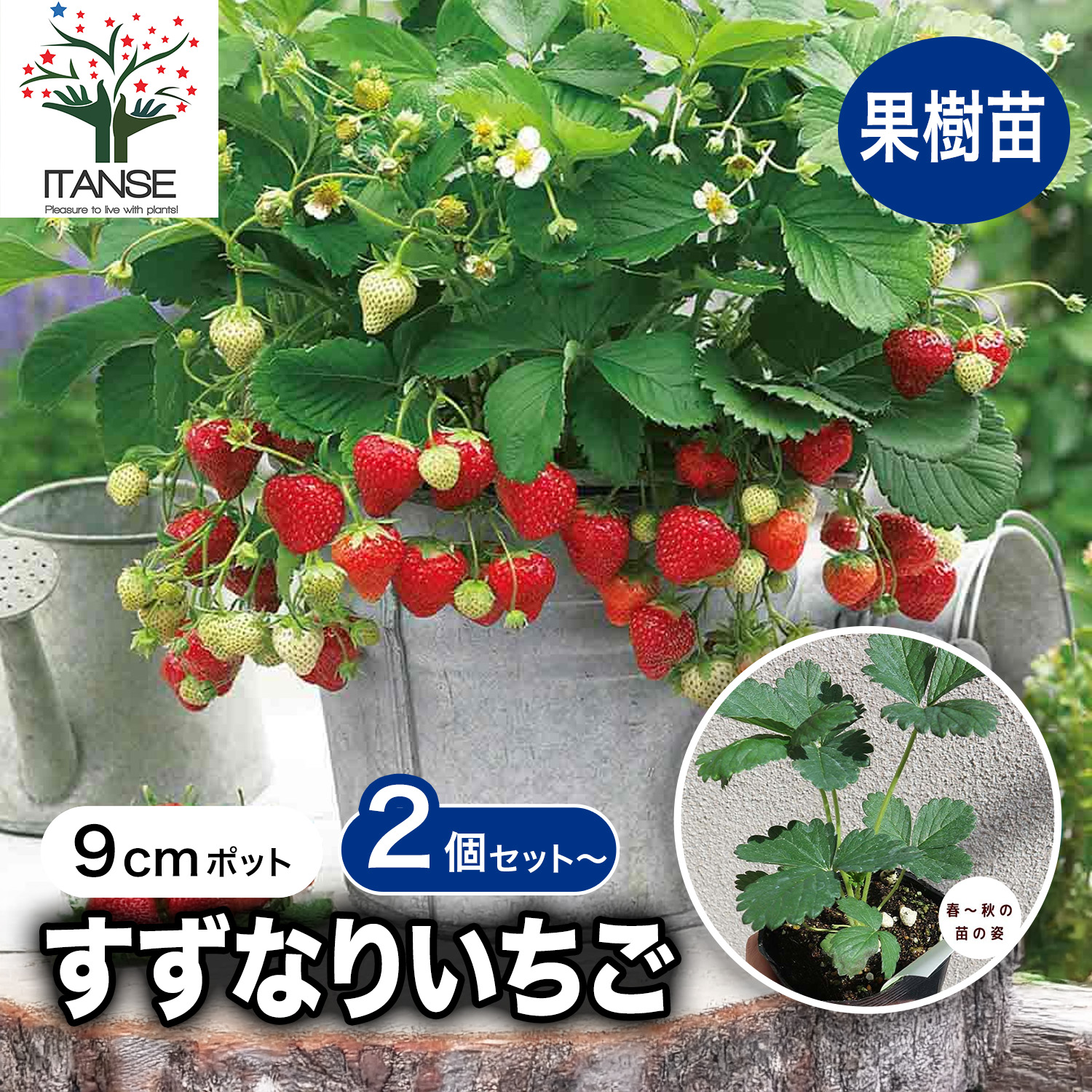 楽天市場】【ポイント2倍☆マラソン期間】すずなり大実いちご 野菜苗