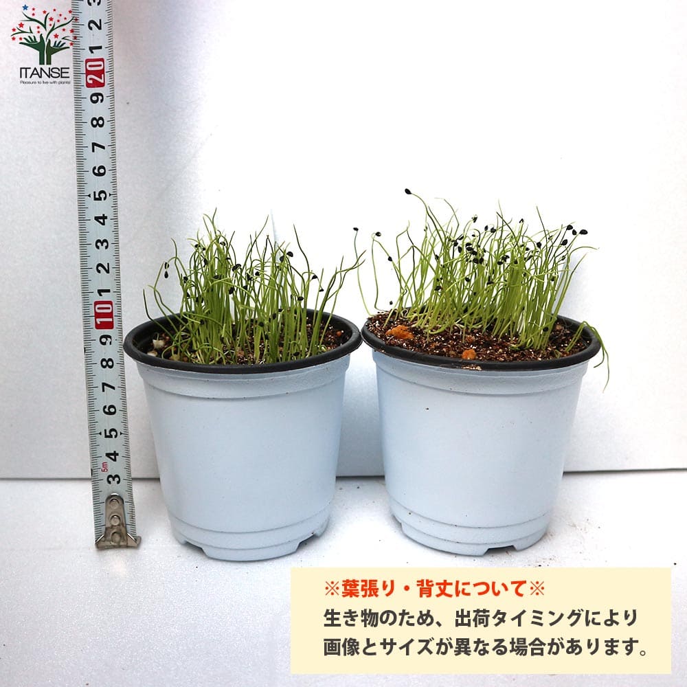 新作 万能細ねぎの苗 多粒蒔き苗 香りが良い 品種 若香 細ねぎ 細ネギ 細葱 ネギ苗 ねぎ苗 葱苗 ねぎの苗 ネギの苗 葱の苗 野菜苗 野菜 栽培 やさい ガーデニング ベランダ菜園 ベランダ栽培 キッチン栽培 Pila Bankizywnosci Pl