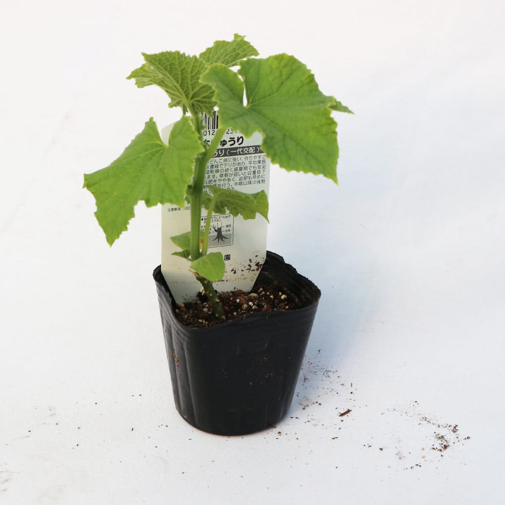 節成りきゅうりf1 接ぎ木苗 品種 野菜の苗物 Bedilegal Com