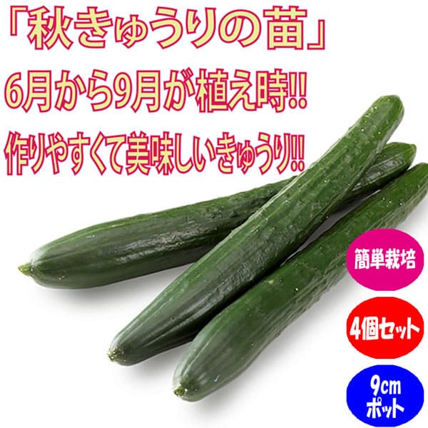 楽天市場 送料無料 即出荷 秋きゅうり苗 9cmポット自根野菜苗 お買い得4個セット 8月 9月も植え付け可能なキュウリ苗 強健な品種で長期間収穫可能 苗を植えて約30日で収穫開始できる 植物販売のｉｔａｎｓｅ楽天市場店