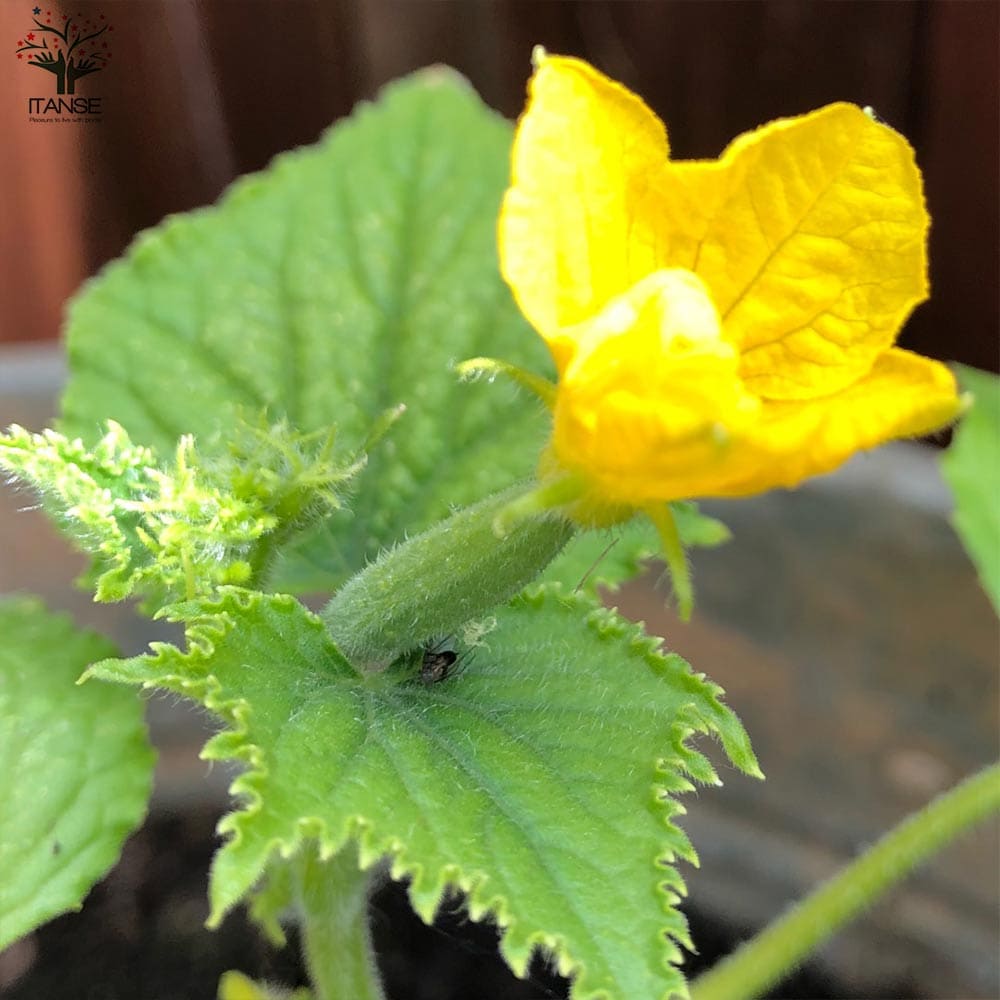 送料無料 直ぐに差しだし きゅうりの苗 シャキットきゅうり 草片の苗 10 5cmポット 自性来苗 お買い得8個揃え きゅうり苗 胡瓜苗 胡瓜苗 野菜苗 世帯菜園 多刈りこむ 縁側菜園 プランタン野菜 朱夏野菜 ガーデニング 家庭菜園 有機産す 原野御役目 野菜築造 Geo2 Co Uk