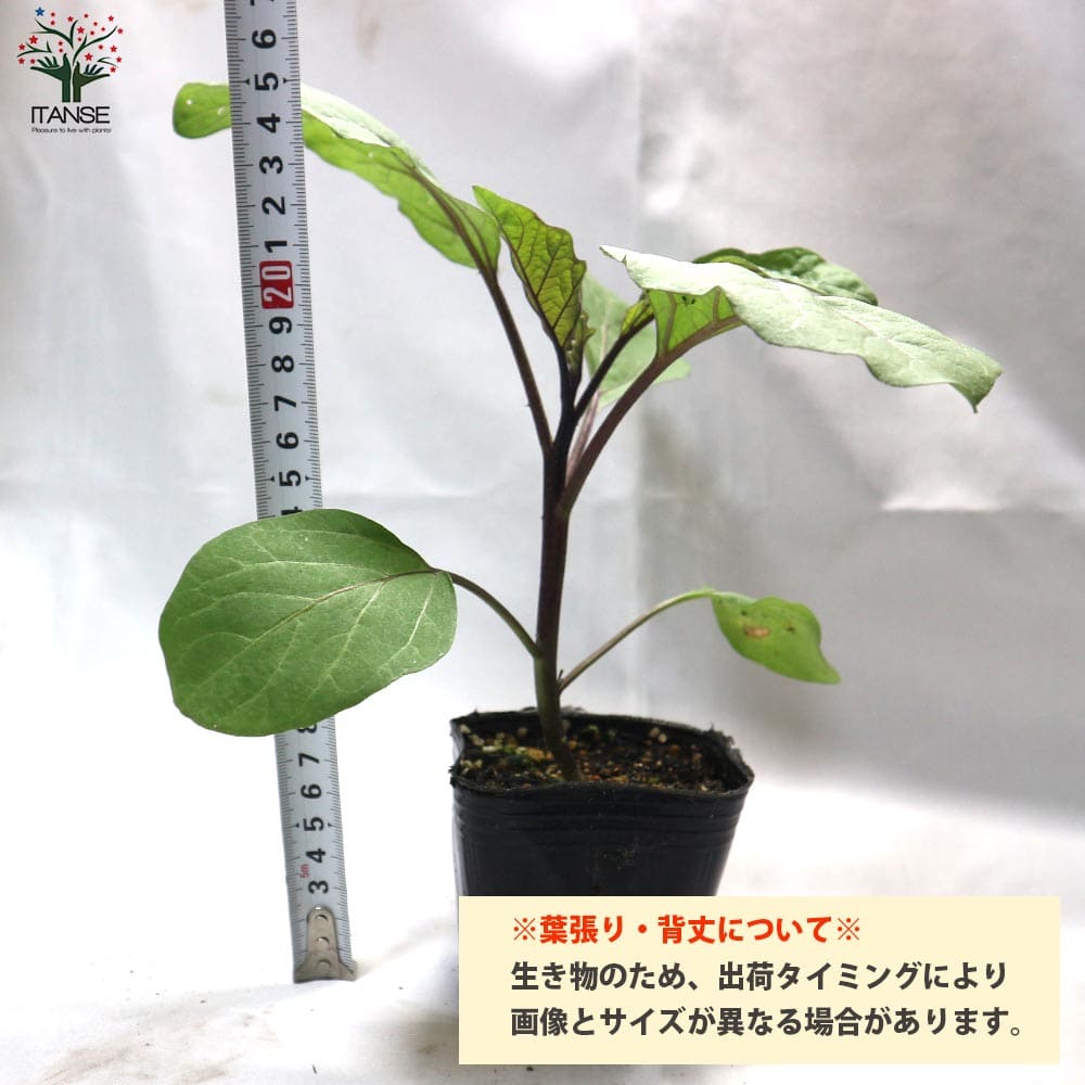 現金特価 タイナスの苗 ナスの苗 ナス苗 なす苗 茄子苗 茄子の苗 野菜苗 多収穫 ガーデニング 家庭菜園 有機栽培 畑仕事 野菜作り ベランダ菜園  春野菜 夏野菜 タイ エスニック料理 newschoolhistories.org