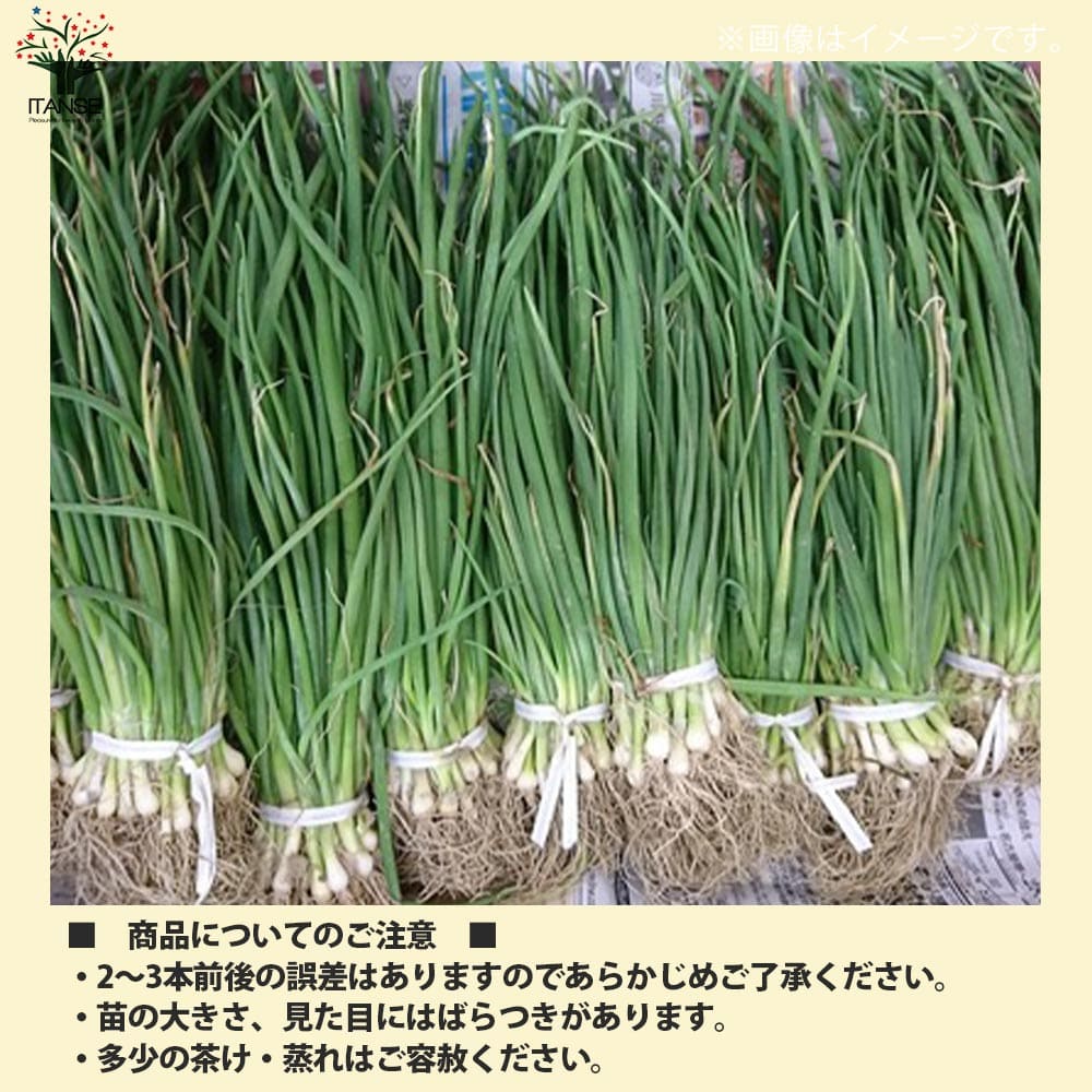 送料無料 10 27出荷予定 玉ねぎ抜き苗 品種 サクラエクスプレス2 極早生 野菜の苗 約300本 50本 6 玉ねぎ 玉葱 タマネギ たまねぎ 葱頭 抜き苗 玉ねぎの苗 野菜苗 ガーデニング 家庭菜園 簡単栽培 ベランダ ハウス栽培 露地栽培 地植え 鉢植え 農園 庭植え