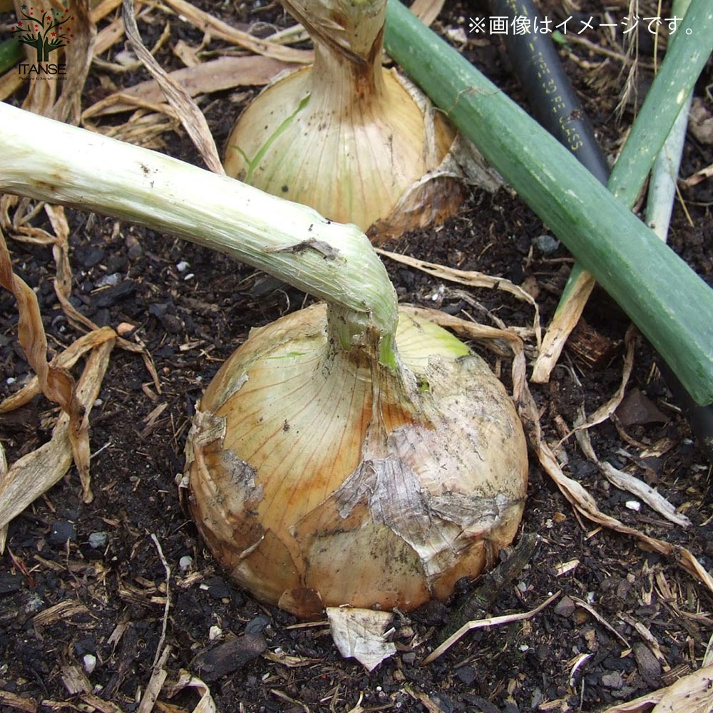 送料無料 10 27出荷予定 玉ねぎ抜き苗 品種 サクラエクスプレス2 極早生 野菜の苗 約300本 50本 6 玉ねぎ 玉葱 タマネギ たまねぎ 葱頭 抜き苗 玉ねぎの苗 野菜苗 ガーデニング 家庭菜園 簡単栽培 ベランダ ハウス栽培 露地栽培 地植え 鉢植え 農園 庭植え