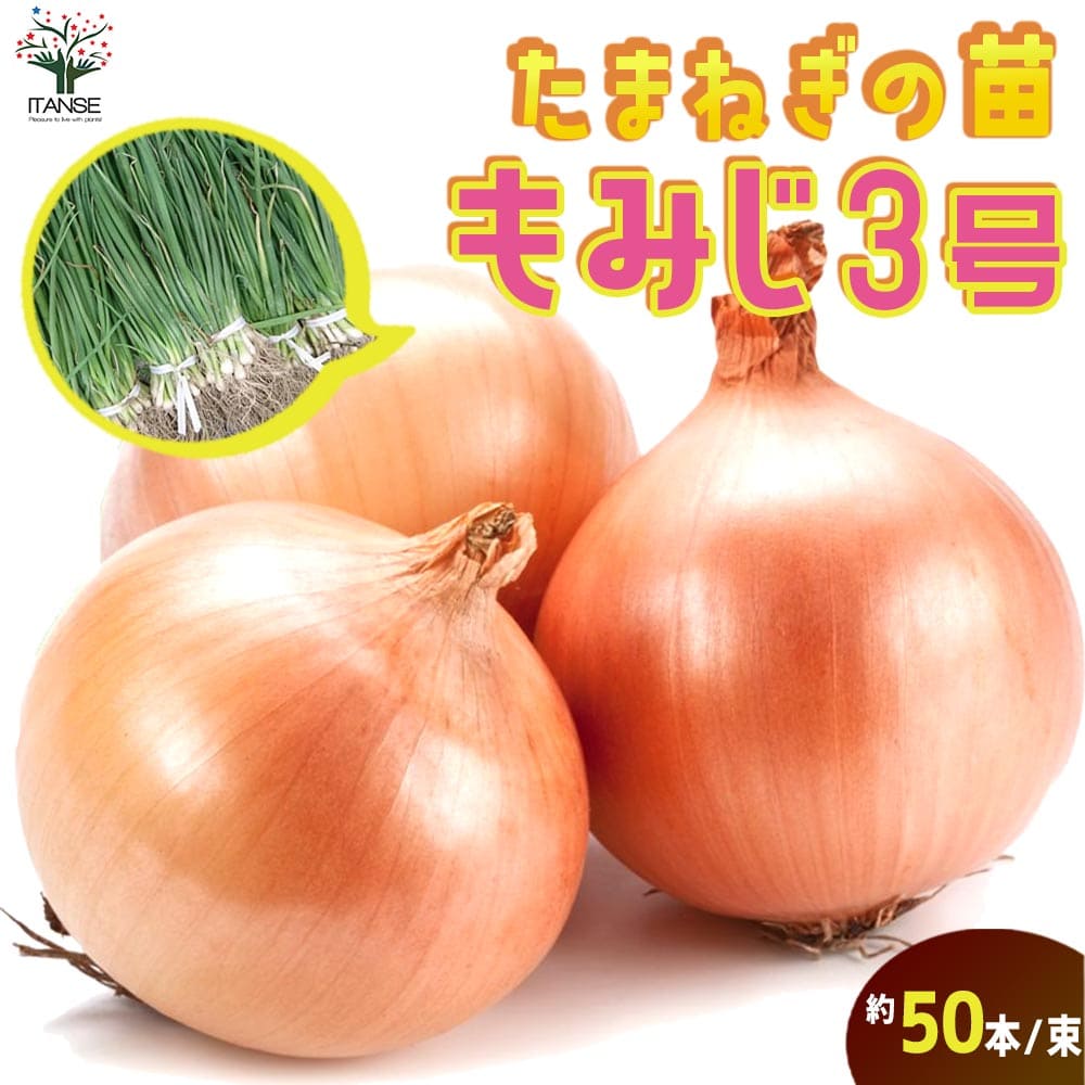 楽天市場】玉ねぎ苗 赤玉 20本 5/下〜6/上旬頃収穫品種 サラダ