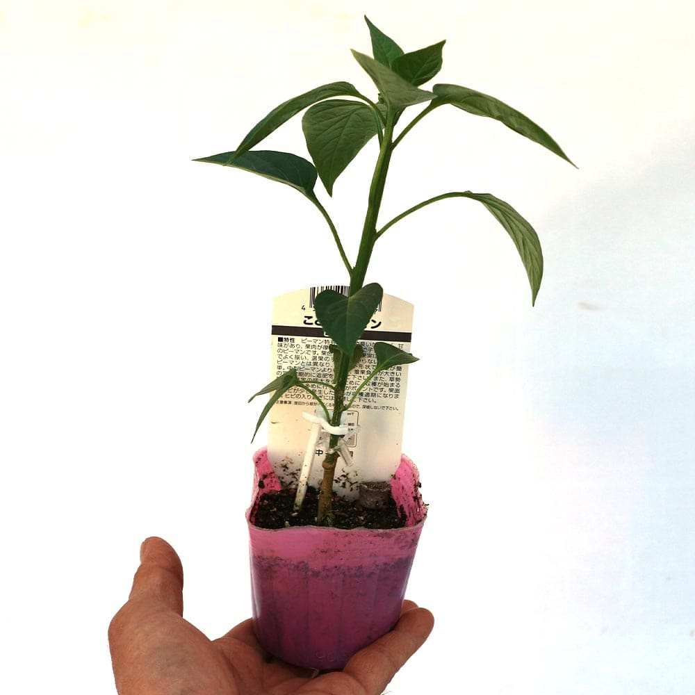 送料無料 即出荷 こどもピーマン ピー太郎 接木苗 野菜 接ぎ木苗9cmポット お買い得8個セット ピーマン苗 ぴーまん苗 野菜苗 露地栽培 ベランダ菜園 春野菜 夏野菜 パプリカ Green Pepper Vmaphotographystudios Com