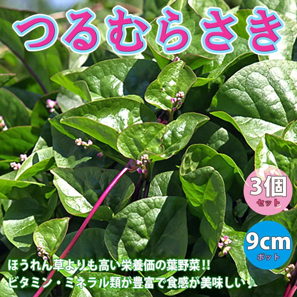 野菜の苗 モロヘイヤ3号ポット 6株セット
