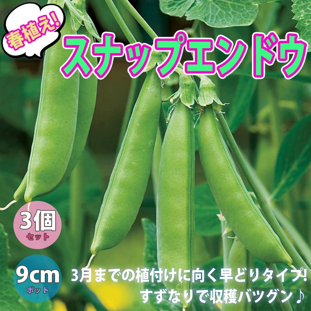 楽天市場 送料無料 すずなり肉厚スナップエンドウ豆 春植えタイプの苗 野菜苗9cmポット 3個セット 収穫 苗 ベランダ 簡単 栽培 えんどう豆 さやえんどう サヤエンドウ Snap Pea 露地植え ハウス栽培 えんどう豆苗 植物販売のｉｔａｎｓｅ楽天市場店