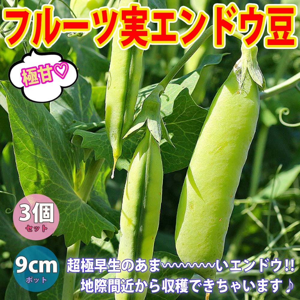 楽天市場 送料無料 すずなりフルーツ実エンドウ豆 春植えタイプの苗 野菜苗9cmポット 3個セット 収穫 苗 ベランダ 簡単 栽培 えんどう豆 さやえんどう サヤエンドウ Snap Pea 露地植え ハウス栽培 えんどう豆苗 植物販売のｉｔａｎｓｅ楽天市場店