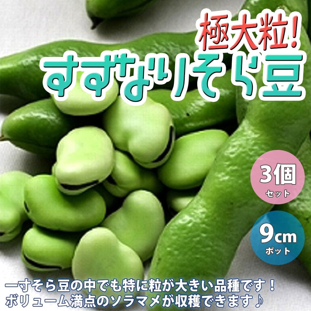 楽天市場】【送料無料】極大粒! すずなりそら豆の苗【野菜苗9cmポット