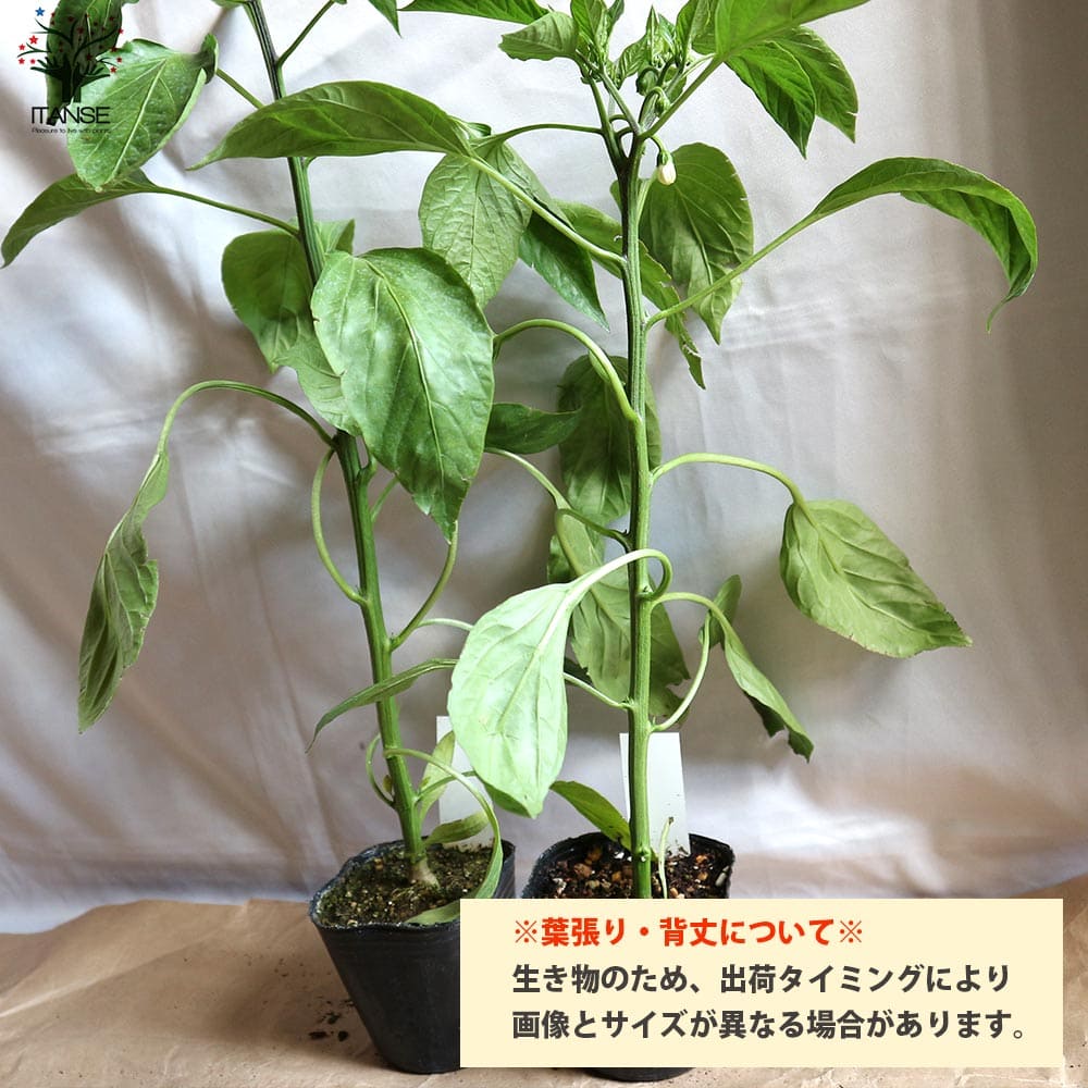 送料無料 即出荷 F1パプリカの苗 オレンジ 実付きが良い 野菜の苗 10 5cmポット 自根苗 お買い得8個セット パプリカ苗 ぱぷりか苗 野菜苗 家庭菜園 ベランダ菜園 春野菜 夏野菜 夏植え 有機栽培 畑仕事 野菜作り パプリカ ぱぷりか F1 収穫 Ocrmglobal Com