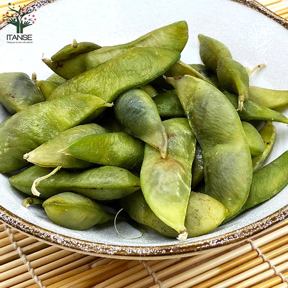 送料無料 丹波 枝豆の苗 黒大粒 野菜の苗 枝豆苗 えだまめの苗 10 5cmポット お買い得6個セット 枝豆