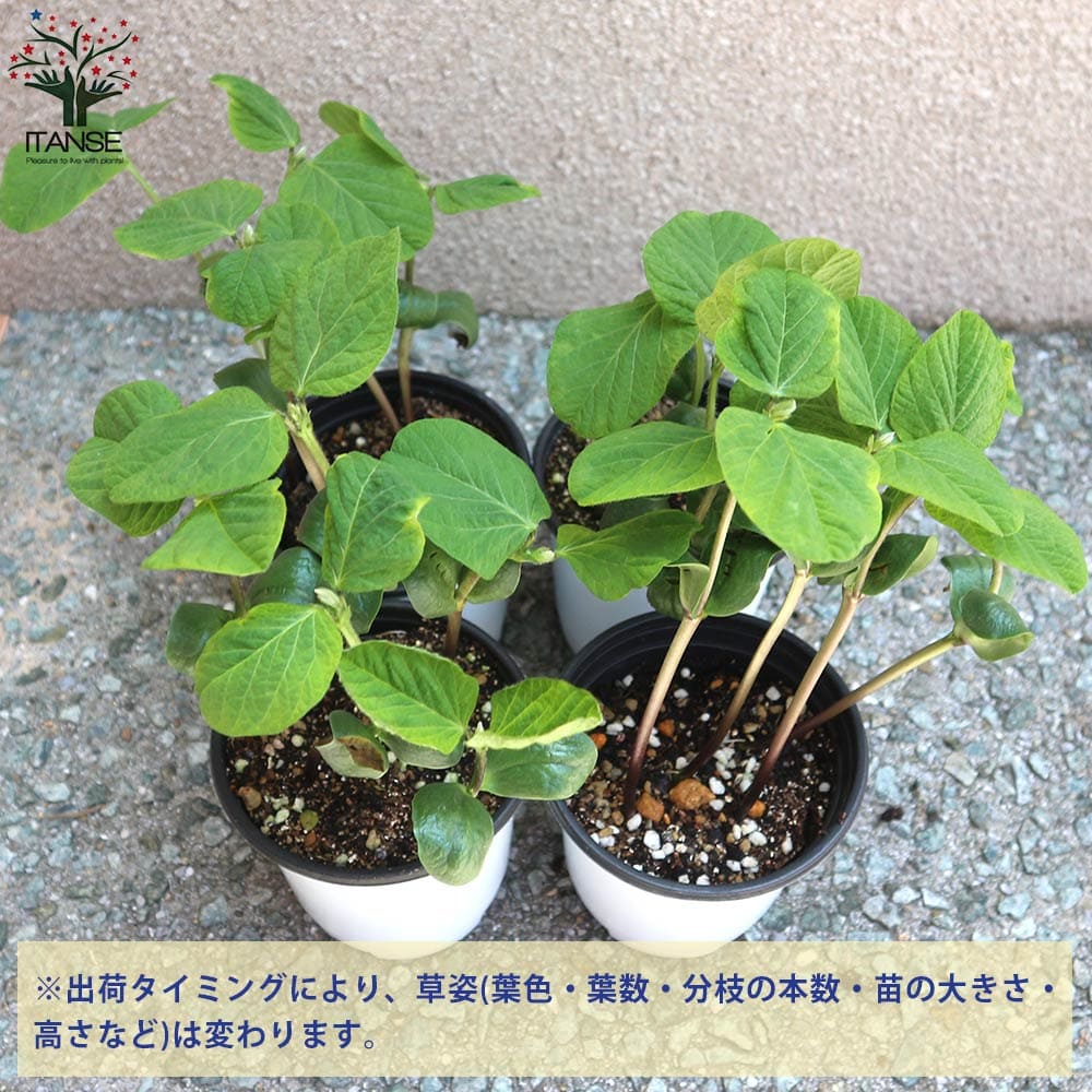 最上の品質な 送料無料 秘伝 枝豆の苗 野菜の苗 10 5cmポット お買い得6個セット 枝豆苗 えだまめの苗 えだ豆の苗 大豆 豆類 野菜苗 簡単栽培 家庭菜園