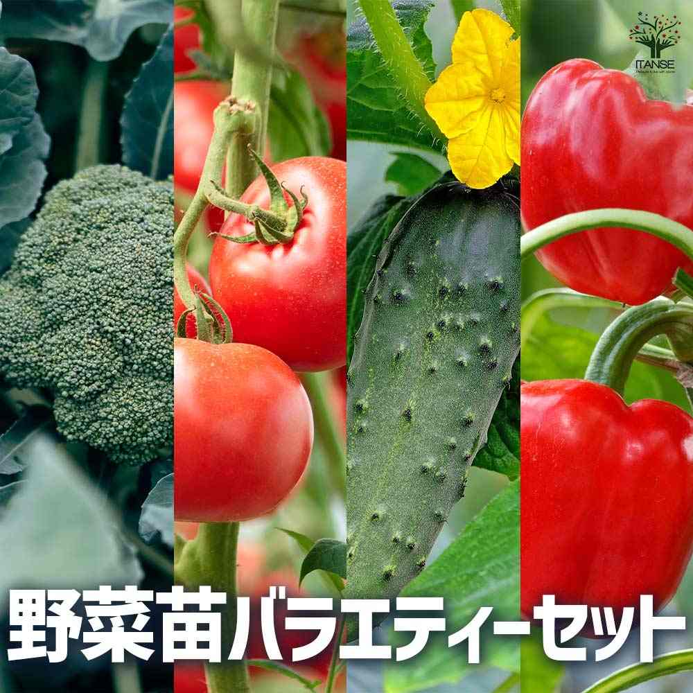 観葉草木特集