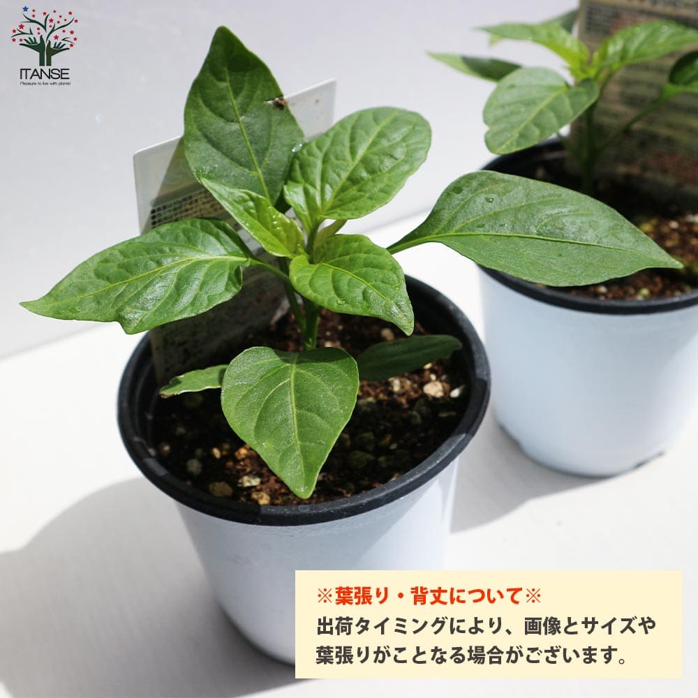 送料無料 苦くない 自根苗 4個セット ぴーまんの苗 野菜苗10 5cmポット ぴーまん苗 家庭菜園 肉厚甘味ピーマンの苗 ピーマン苗