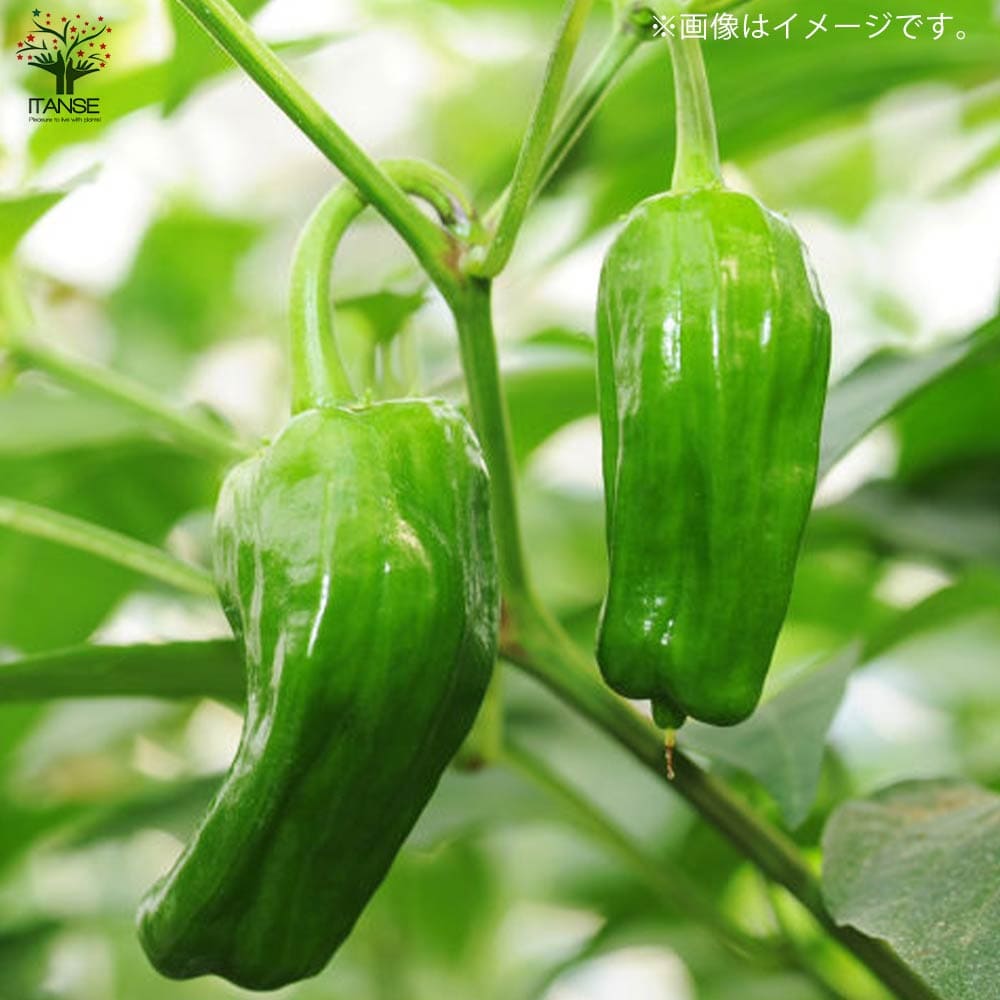 送料無料 苦くない 自根苗 4個セット ぴーまんの苗 野菜苗10 5cmポット ぴーまん苗 家庭菜園 肉厚甘味ピーマンの苗 ピーマン苗
