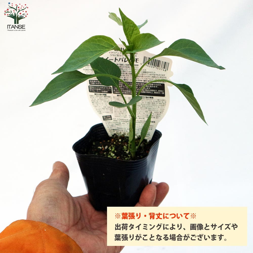 送料無料 フルーティーピーマン 16個セット パプリカ苗 10 5cmポット自根苗 パレルモ苗 野菜苗 スイートパレルモ オレンジ の苗