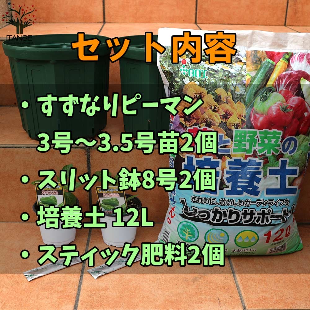 貨物輸送無料 すずなりトウガラシ お買い得 涵養しつらえる 野菜の苗 9cm 10 5cmポット苗 お買い得2個セット 栽培セット クランクセット 栽培キット この許多度栽培セット 野菜苗 薬草苗 一戸菜園 露台 ガーデニング 流行 野菜苗 ナイーブ人称 料る 方式 棲み家栽培 多大