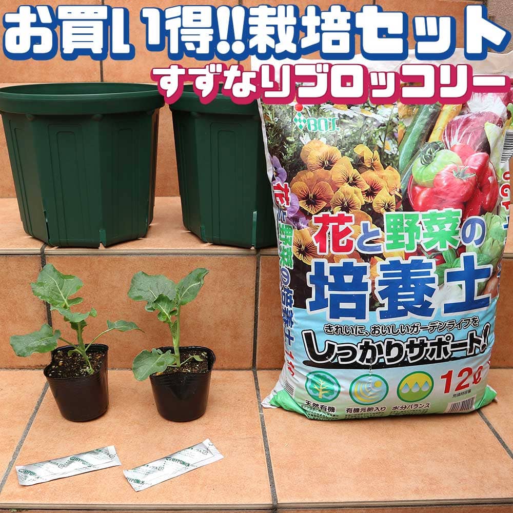 送料無料 すずなりブロッコリー 野菜の苗 ポットサイズ 実生苗 お買い得2個セット 栽培セット スターターセット 栽培キット このまま栽培セット 野菜苗 ハーブ苗 家庭菜園 ベランダ ガーデニング ボタニカルライフ 人気 野菜苗 初心者 料理 レシピ ハウス栽培 多収穫 あす