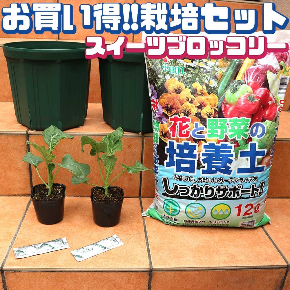 送料無料 スイーツブロッコリー お買い得 栽培セット 野菜の苗 9cmポット苗 お買い得2個セット 栽培セット スターターセット 栽培キット このまま栽培セット 野菜苗 ハーブ苗 家庭菜園 ベランダ ガーデニング 人気 野菜苗 初心者 料理 レシピ ハウス栽培 多収穫 あす楽