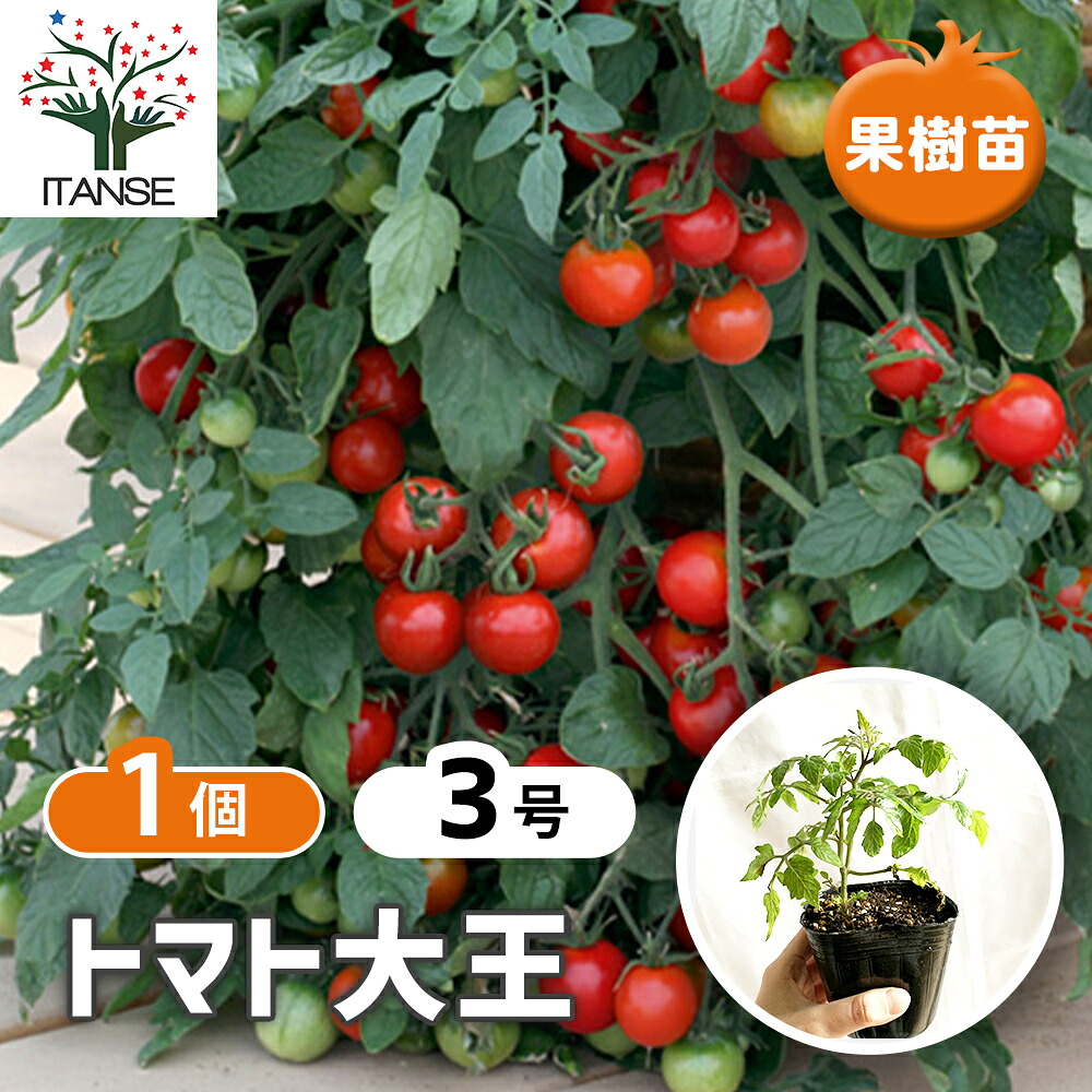 観葉草木特集