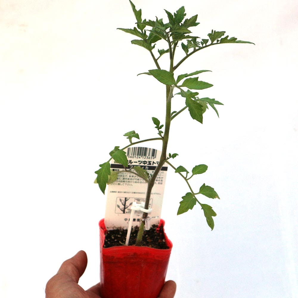 貨物輸送無料 唯今積出 フルティカ フルーツ赤ナス 接ぎ木苗 凡俗球体トマト 野菜 接木苗9cmポット お引き合い8個一組 一般受け亜種 野菜苗 トマト苗 とまと苗 鉢植え Tomato 春月野菜 夏時野菜 春植え 夏植え Digitalland Com Br