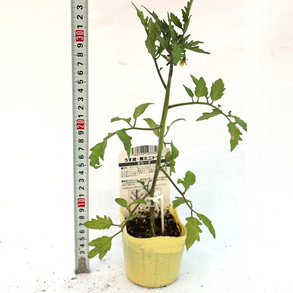 送料無料 即出荷 うす皮イエローミニトマト キラーズ 接ぎ木苗 野菜 接木苗9cmポット お買い得8個セット 野菜苗 ミニトマト苗 とまと苗 プチトマト 苗 露地栽培 Tomato 春野菜 夏野菜 春植え 夏植え Rvcconst Com