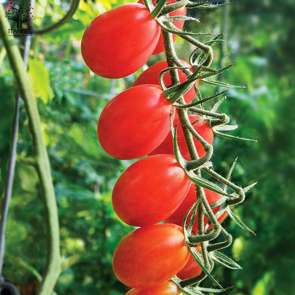 新品 送料無料 即出荷 ミニトマトの苗 アイコ 高糖度 育てやすい 野菜の苗 10 5cmポット 自根苗 お買い得16個セット トマト苗 とまと苗 ミニトマト苗 トマトの苗 とまとの苗 プチトマト ガーデニング 家庭菜園 プランター菜園 ベランダ菜園 植物販売の