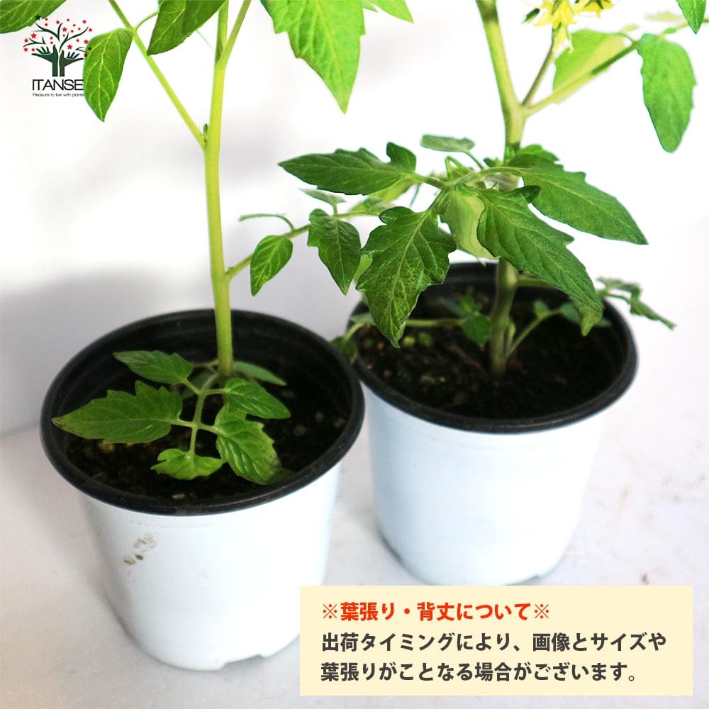 送料無料 即出荷 高糖度ミニトマトの苗 プリンセスアイコ 高糖度 育てやすい 野菜の苗 10 5cmポット 自根苗 お買い得8個セット 高糖度 甘い スイーツ トマト苗 とまと苗 ミニトマト苗 トマトの苗 プチトマト ガーデニング 家庭菜園 ベランダ菜園 Soundtennis Net