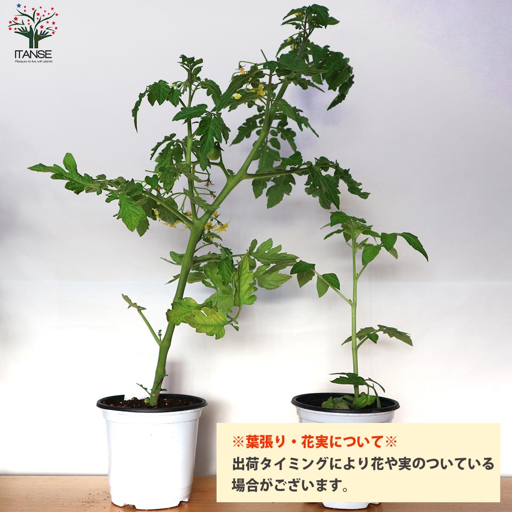 送料無料 即出荷 大人の芳醇サクサクミニトマト ほれまる ミニトマトの苗 野菜の苗 10 5cmポット 自根苗 お買得8個セット トマト苗 とまと苗 ミニトマト苗 トマトの苗 プチトマト ガーデニング 家庭菜園 プランター菜園 有機栽培 ベランダ菜園 Kanal9tv Com