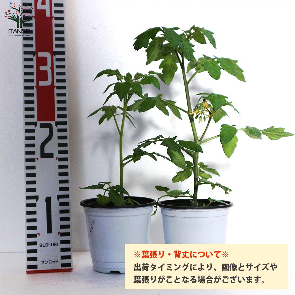 送料無料 即出荷 フルーツミニトマトの苗 アイスレモン 野菜の苗 10 5cmポット 自根苗 お買い得8個セット フルーツトマト 高糖度 トマト苗 とまと苗 ミニトマト苗 トマトの苗 とまとの苗 プチトマト ガーデニング 家庭菜園 有機栽培 ベランダ菜園 Kanal9tv Com