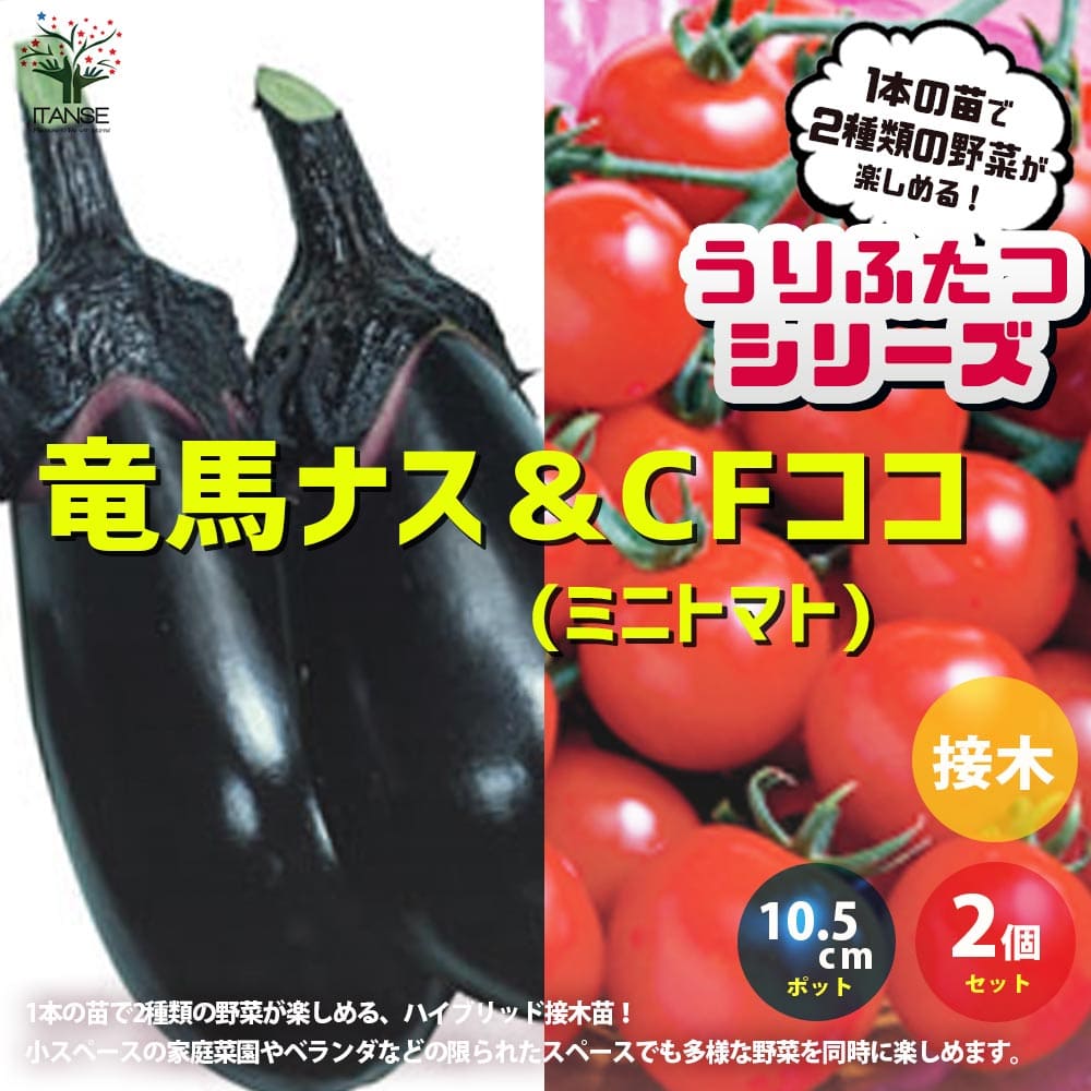 柔らかな質感の 送料無料 うりふたつシリーズ 竜馬ナス Cfココ ミニトマト 野菜の苗 接木苗10 5cmポット お買い得2個セット ガーデニング 家庭菜園 ベランダ 露地栽培 簡単栽培 Toyama Nozai Co Jp