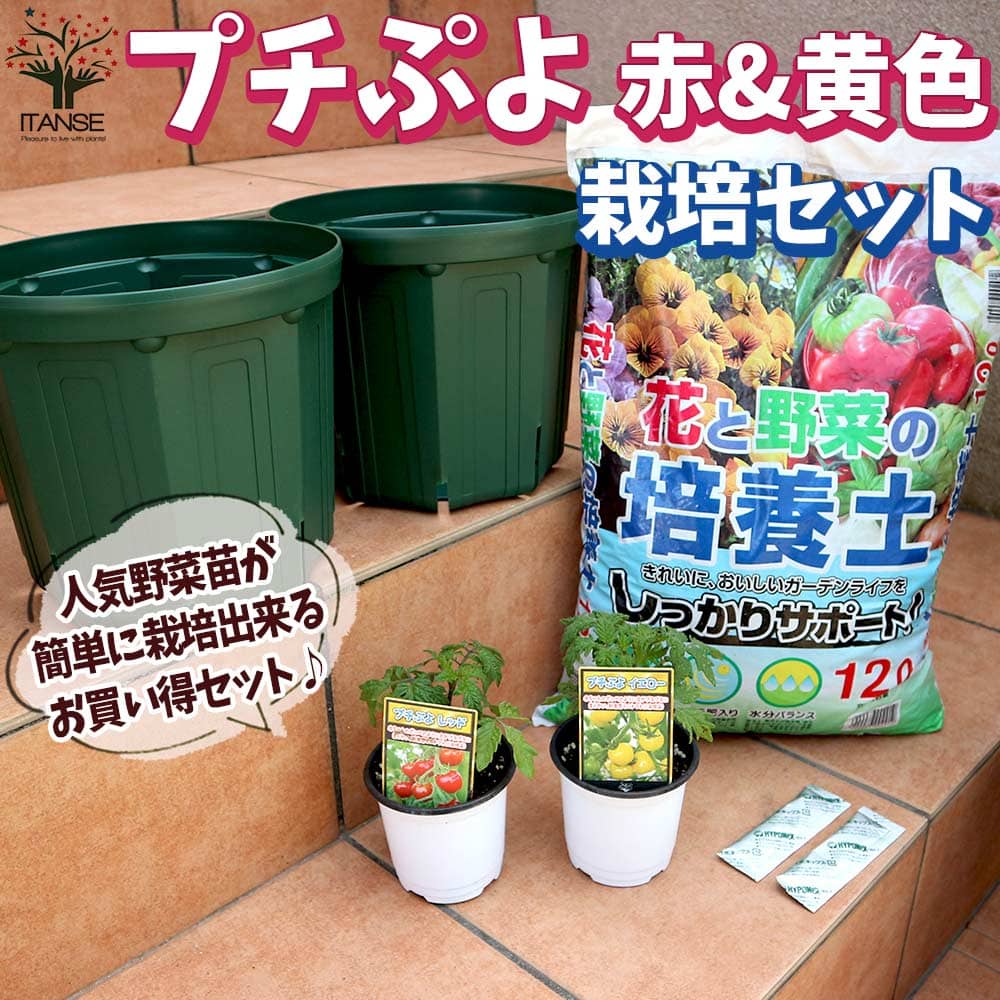 送料無料 プチぷよ赤実 黄色実 お買い得 栽培セット 野菜の苗 9cm 10 5cmポット苗 お買い得2個セット 栽培セット スターターセット 栽培キット このまま栽培セット 野菜苗 ハーブ苗 家庭菜園 ベランダ ガーデニング Ceconsolidada Cl