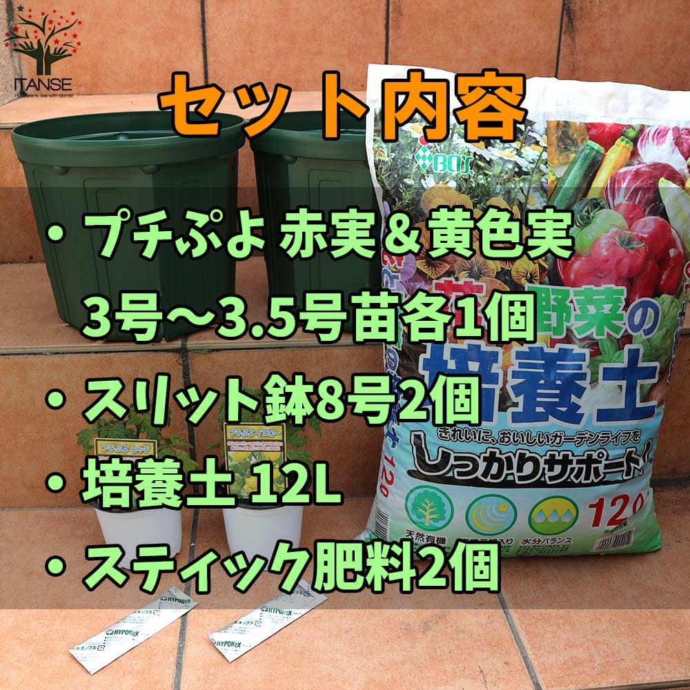 送料無料 プチぷよ赤実 黄色実 お買い得 栽培セット 野菜の苗 9cm 10 5cmポット苗 お買い得2個セット 栽培セット スターターセット 栽培キット このまま栽培セット 野菜苗 ハーブ苗 家庭菜園 ベランダ ガーデニング Ceconsolidada Cl