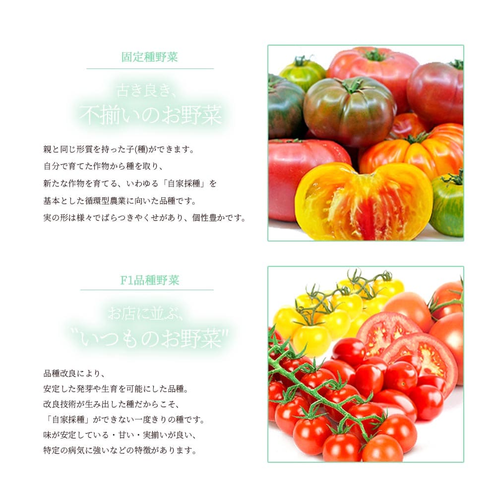 送料無料 チェロキーグリーントマトの苗 自根苗 固定種野菜苗10 5cmポット 大玉グリーントマト 品種 Cherokee Green 1個売り 大玉 トマト