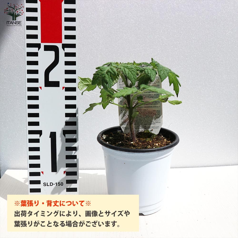 送料無料 ブラッククリムトマトの苗 固定種野菜苗10 5cmポット 大玉トマト 自根苗 Tomato 6個セット Krim 品種 Black 黒トマト