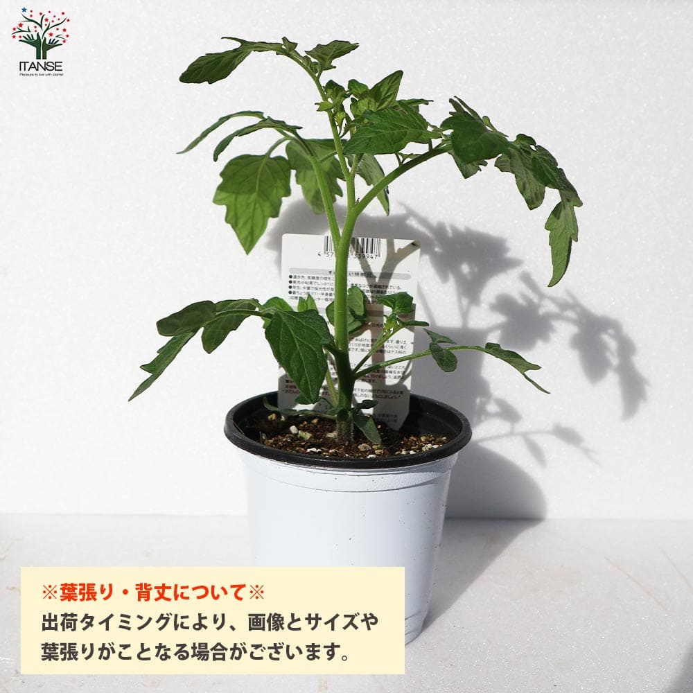 市場 送料無料 品種 Black 固定種野菜苗10 5cmポット 黒トマト Tomato Krim ブラッククリムトマトの苗 4個セット 大玉トマト 自根苗