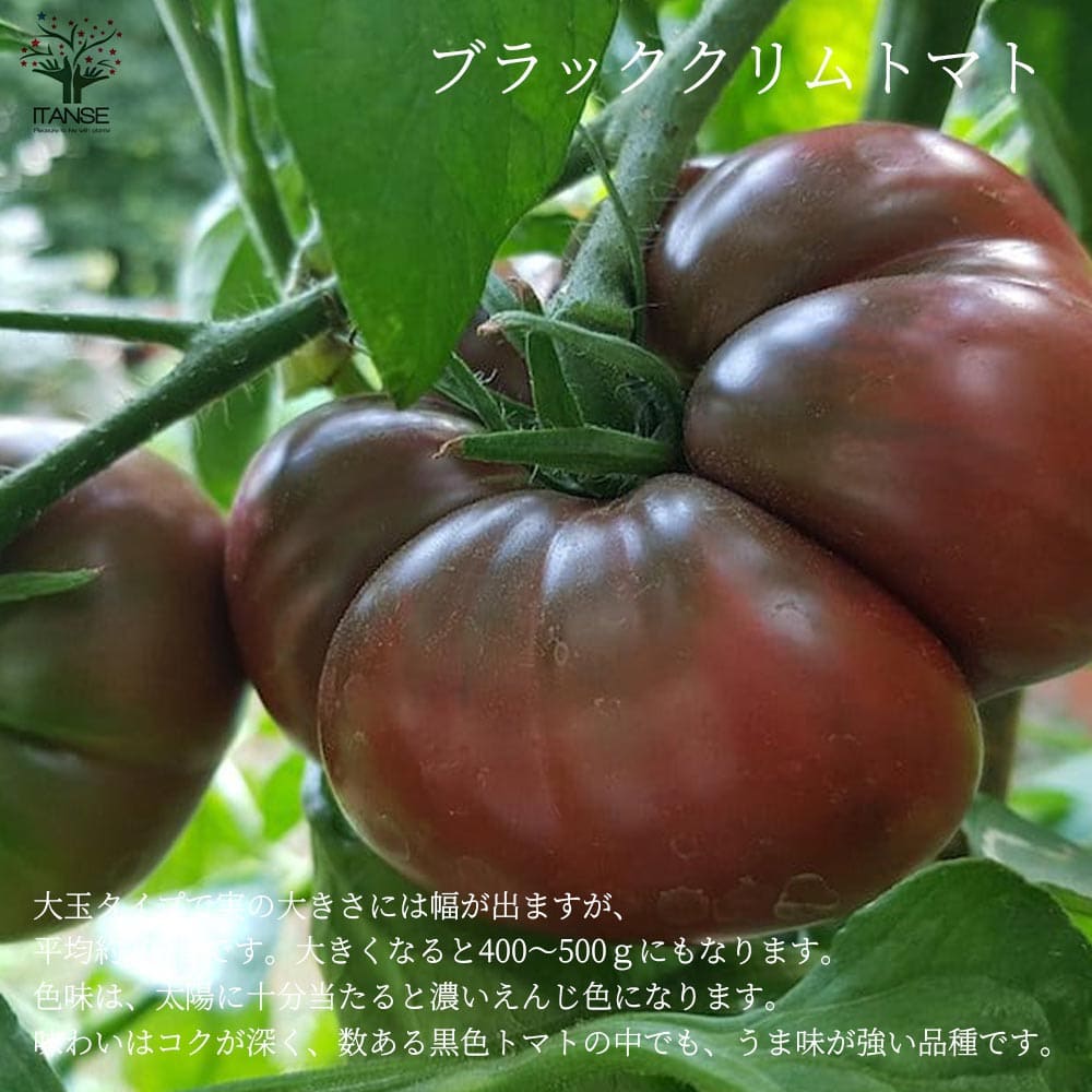 送料無料 ブラッククリムトマトの苗 大玉トマト 3個セット Tomato 黒トマト 自根苗 固定種野菜苗10 5cmポット 品種 Black Krim 送料無料 ブラッククリムトマトの苗 大玉トマト 3個セット Tomato 黒トマト 自根苗 固定種野菜苗10 5cmポット 品種 Black Krim