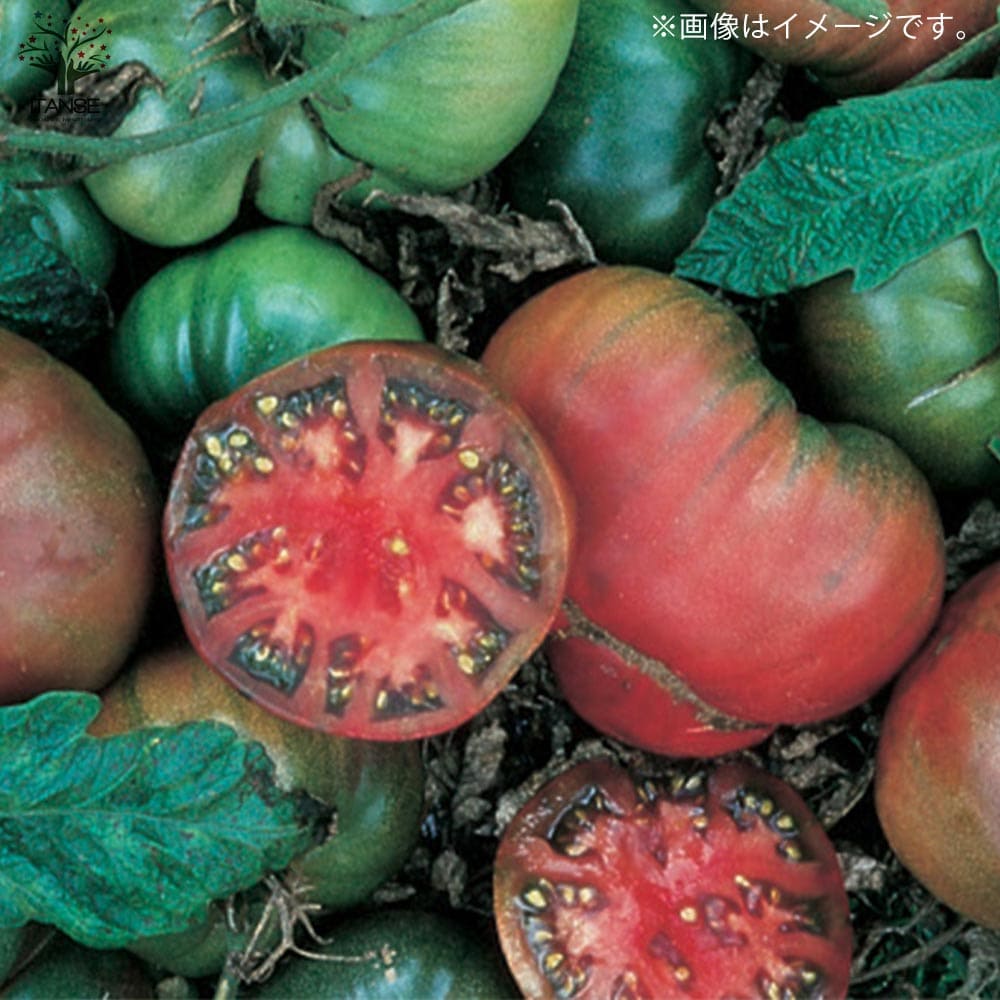 送料無料 ブラッククリムトマトの苗 Krim 品種 Black 大玉トマト 固定種野菜苗10 5cmポット 黒トマト 自根苗 3個セット Tomato