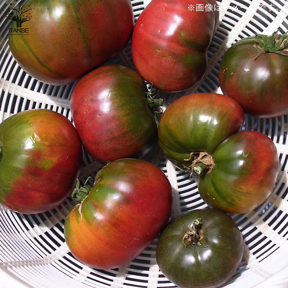 市場 送料無料 固定種野菜苗10 5cmポット 黒トマト 品種 Black Krim 2個セット 自根苗 大玉トマト Tomato ブラッククリムトマト の苗