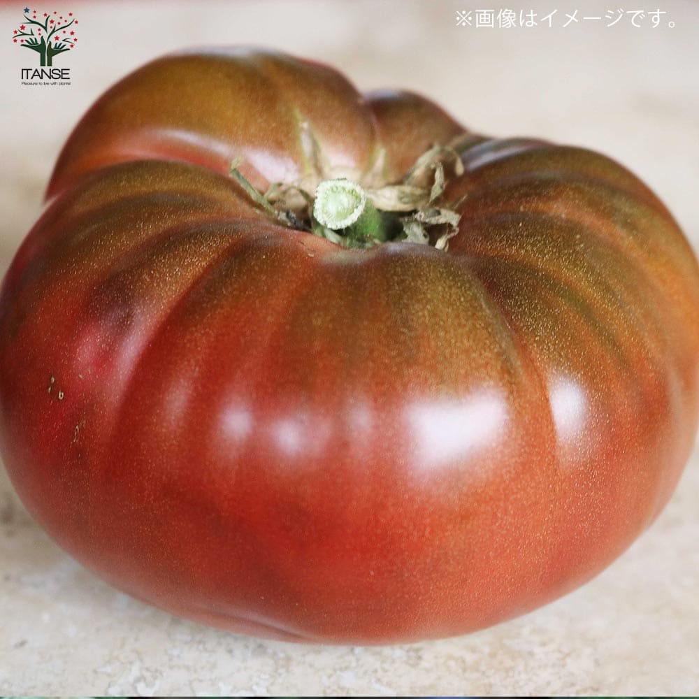 送料無料 チェロキーパープルトマトの苗 大玉トマト 自根苗 固定種野菜苗10 5cmポット 4個セット Tomato Purple 品種 Cherokee