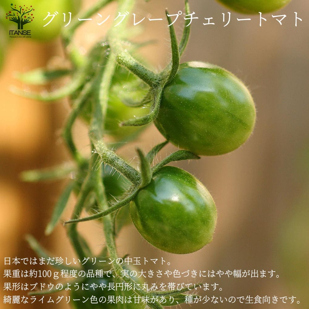 市場 送料無料 Tomato 品種 Green グリーングレープチェリートマトの苗 Grape 自根苗 Cherry 固定種野菜苗10 5cmポット 6個セット
