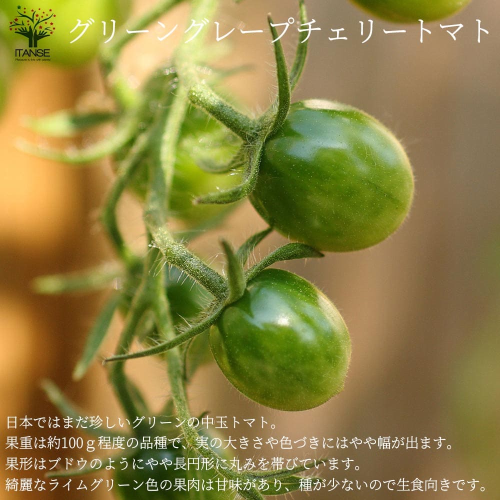 定番人気 送料無料 グリーングレープチェリートマトの苗 品種 Green Grape Cherry Tomato 固定種野菜苗10 5cmポット 自根苗 2個セット 中玉トマト トマト苗 家庭菜園 ガーデニング ベランダ 露地栽培 簡単栽培 プランター Trofej Dinamo Hr