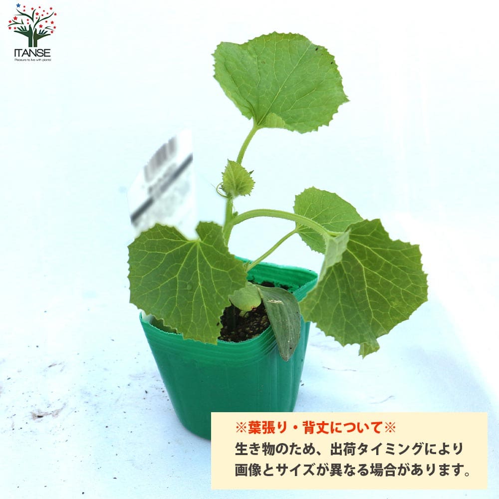 スイカの苗 黒皮ジャンボスイカ タヒチ 野菜の苗物 Bedilegal Com