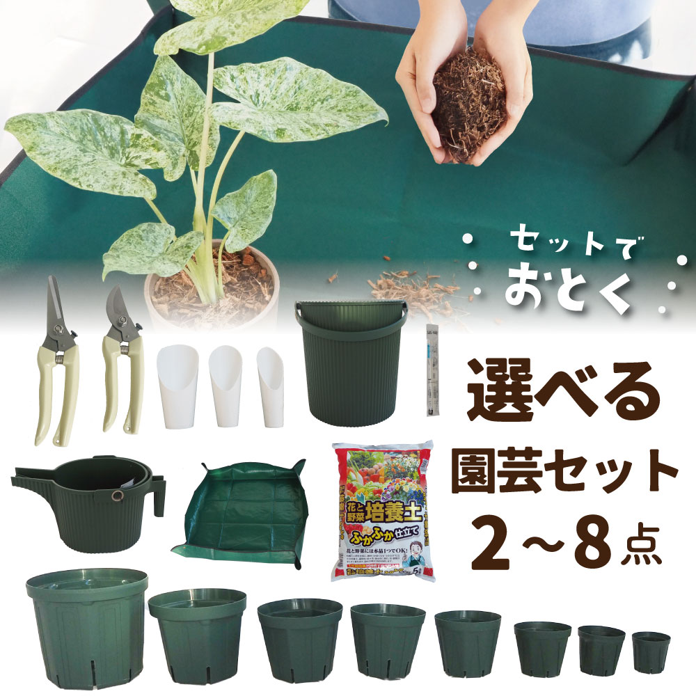 観葉草木特集