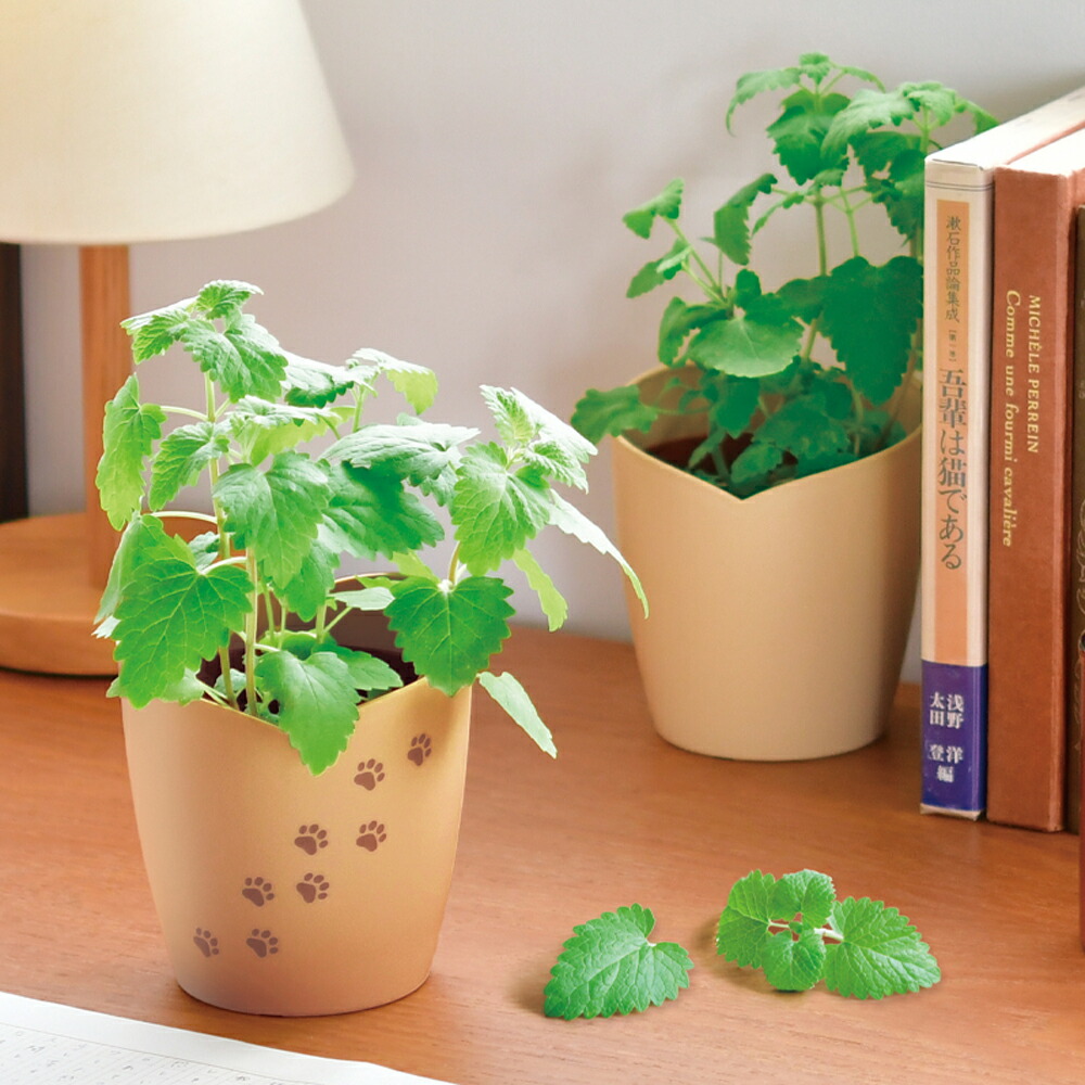 楽天市場】マタタビ 3.5号ポット苗木 雌雄不明 : 千草園芸