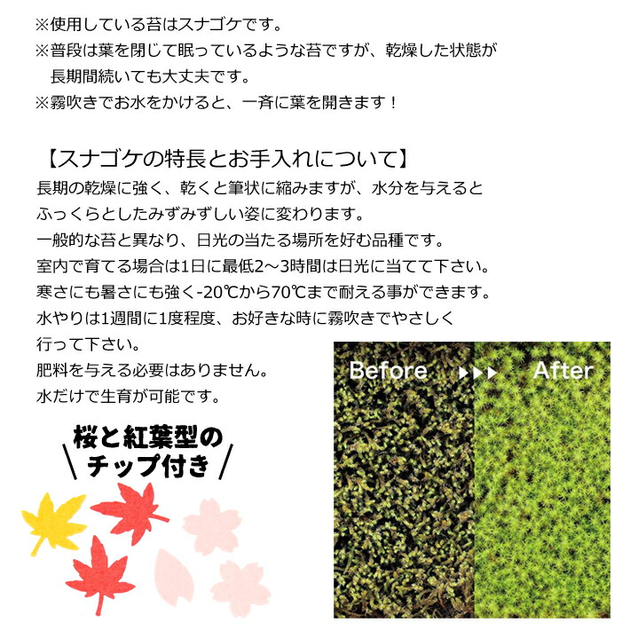 かわいい 送料無料 苔日和 Gd 759 苔庭キット 盆栽 ガーデニング プレゼント ギフト 贈り物 母の日 父の日 敬老の日 観葉植物 コケ 箱庭 ミニチュア Abamedyc Com