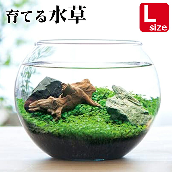 楽天市場】【ウォータープラント】[GD813]種から育てる水草 L