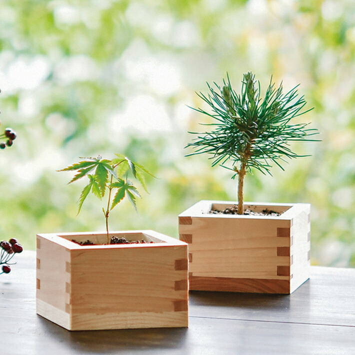 楽天市場】【SALE】【送料無料】3個セット サボバケツ栽培キット